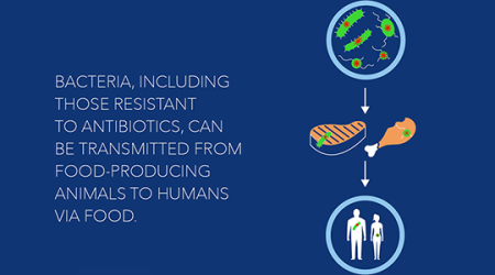 Immagine decorativa: L'OMS: uso improprio degli antibiotici negli animali sani contribuisce alla crescente minaccia della resistenza agli antibiotici